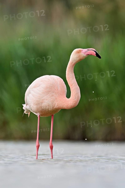 A greater flamingo (Phoenicopterus roseus), standing in the water, Camargue Regional Nature Park, southern France