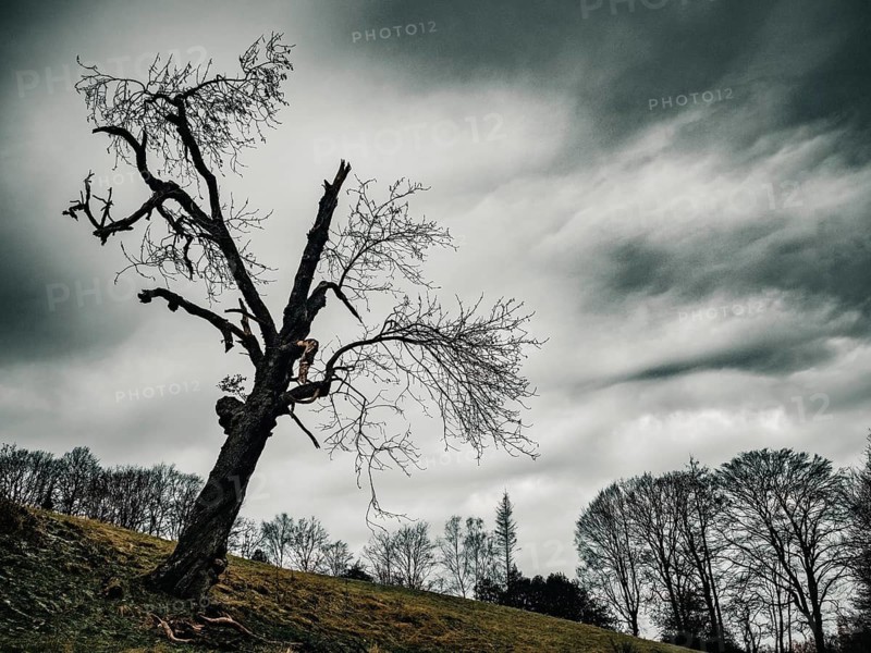 A very old tree in a meadow at dusk, North Rhine-Westphalia, Germany