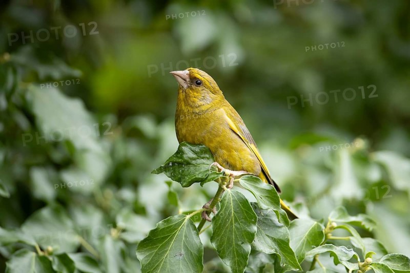 Eurasian greenfinch (Chloris chloris) adult garden male bird on an Ivy tree branch, England, United Kingdom