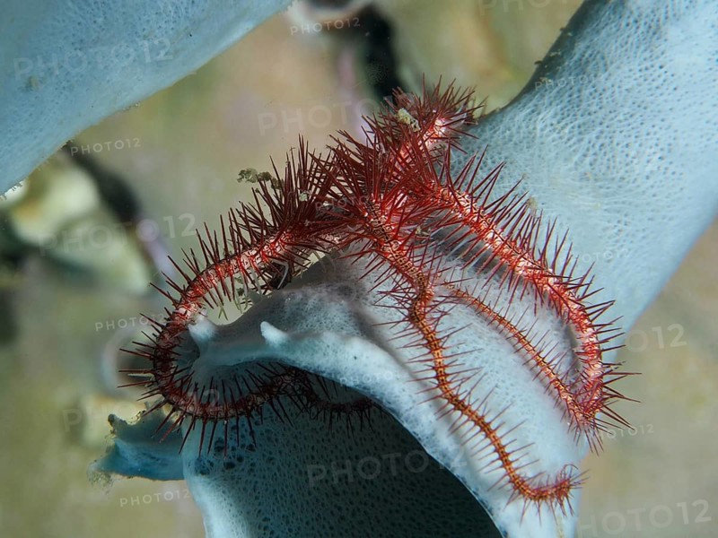 A red purple snake star (Ophiothrix purpurea), or snake star, lies on a blue tube sponge in the sea, its tentacles protruding, dive site: Pidada, Penyapangan, Bali, Indonesia