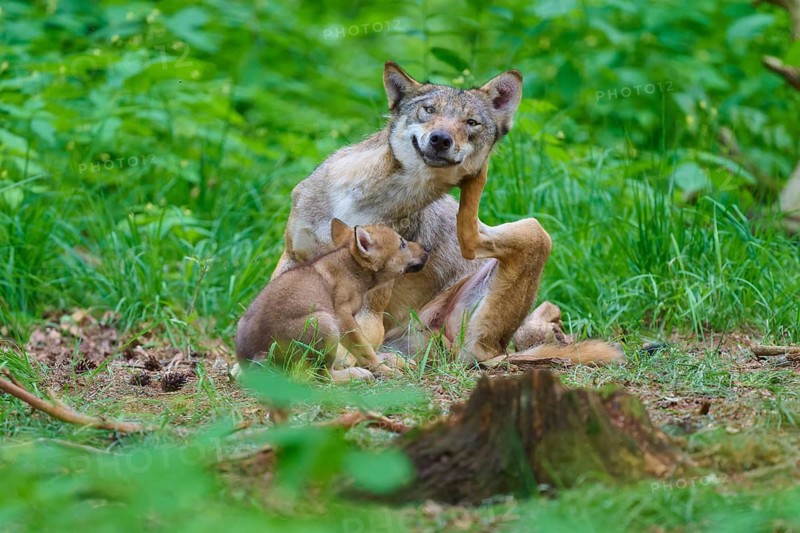 A wolf with its cub in a green forest, surrounded by branches, summer, wolf (Canis lupus), Germany