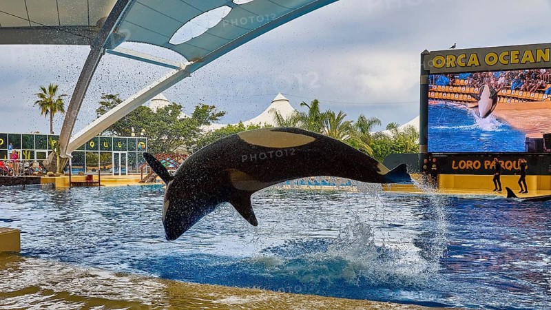 Orca jumping in a pool of water during a show in front of an audience on a covered stage, Orca (Orcinus orca), whale, killer whale, orca show, Loro Parque, Puerto de la Cruz, Tenerife, Canary Islands, Spain