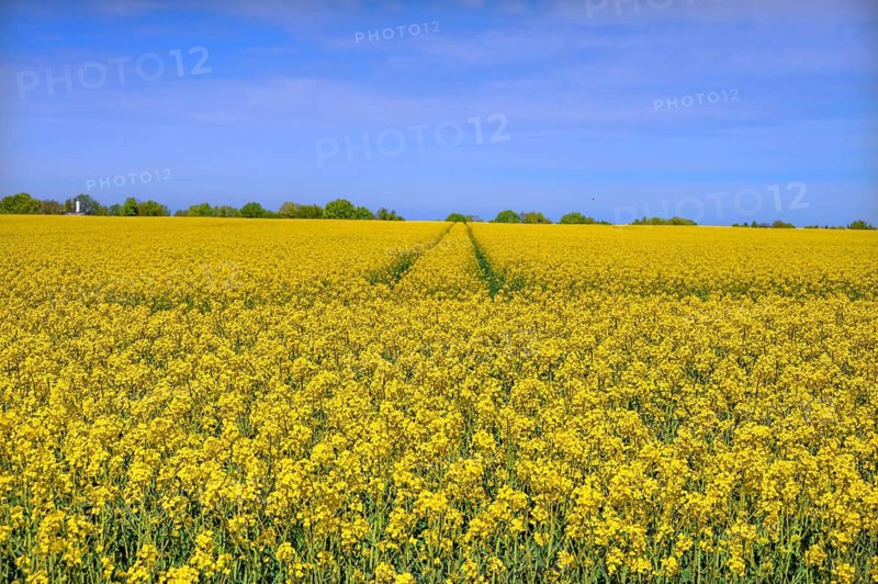 Rape field in bloom (Brassica napus), Hetzles, Upper Franconia, Bavaria, Germany