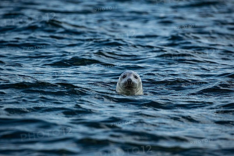 A seal peeking out of the blue sea, close-up of a grey seal looking out of the water, Denmark