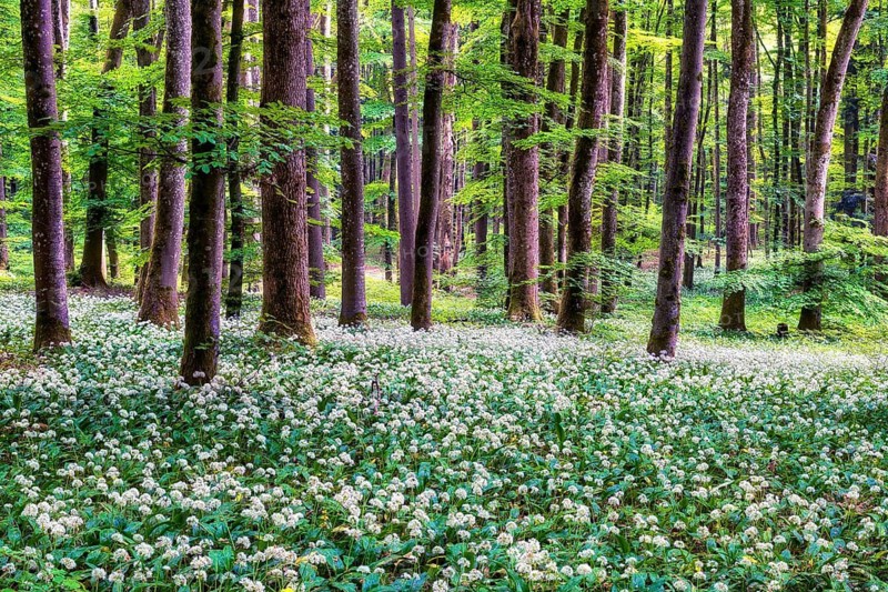 Blooming wild garlic in a beech forest, Aargau Canton, Switzerland