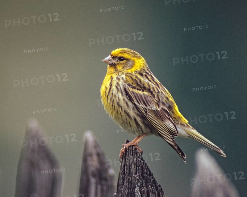 European Serin, serine, serinus serinus, birds, garden, garden fence, song, male, passeri, singing, songbirds, songbirds, birds