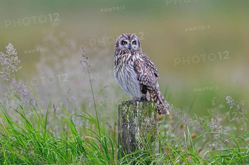Short-eared owl (Asio flammeus) adult perched on old wooden fence post along field in late spring, early summer