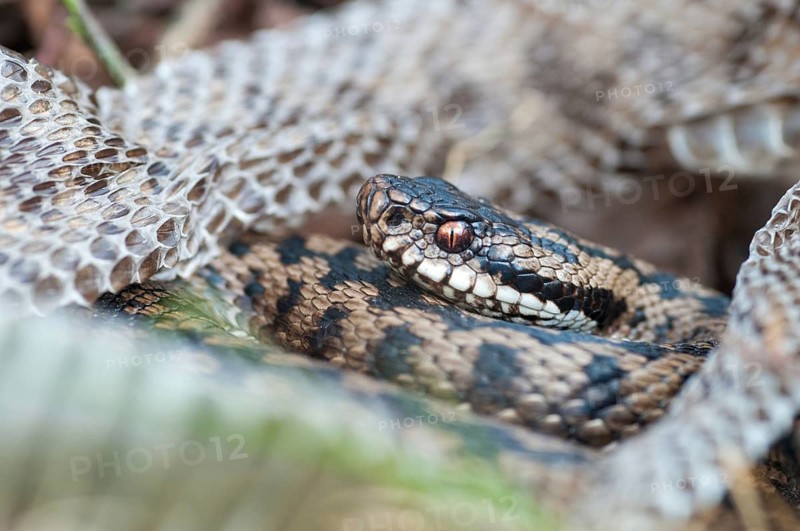 European adder, European viper, venomous snake, vipera berus, critters, poisonous, skin, molting, reptiles, male, reptilia, reptiles, snakes, slough, snakes