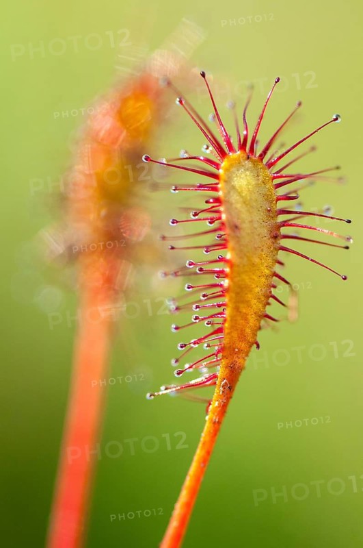 Drosera longifolia, Droseraceae, English sundew, Finland, long-leaf sundew, sundew, flora, great sundew, high size, vertical format, plants, sundew