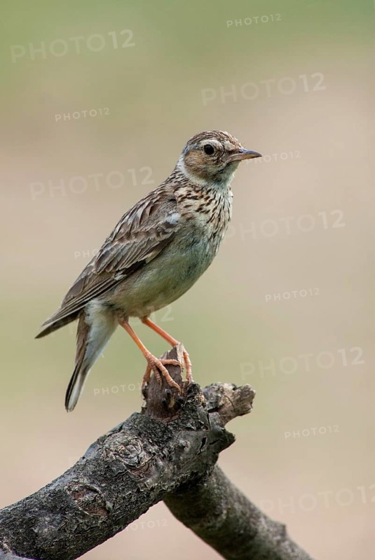 Woodlark, Lullula Arborea, Woodlark, Birds, Bulgaria, high size, portrait format, larks, passeri, songbirds, birds