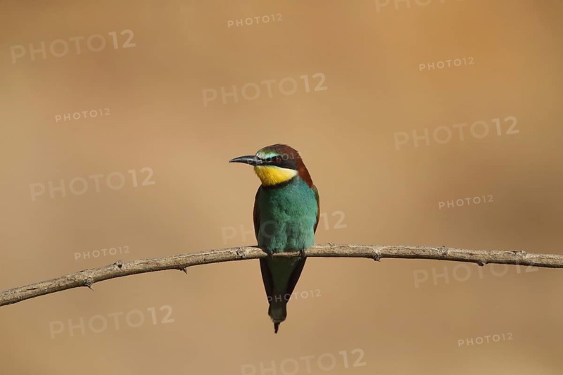A single bird sits calmly on a branch: a bee-eater (Merops apiaster), Palatinate, Germany
