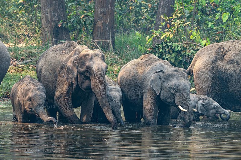 Wild elephant herd with young animals at watering hole, Asian elephant, Elephas maximus, Bardia National Park, jungle, jungle, Nepal