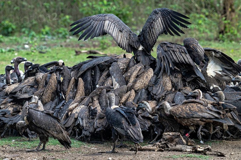 Vultures, Bengal vultures, white-rumped vultures (Gyps bengalensis), Chitwan National Park, jungle, Nepal