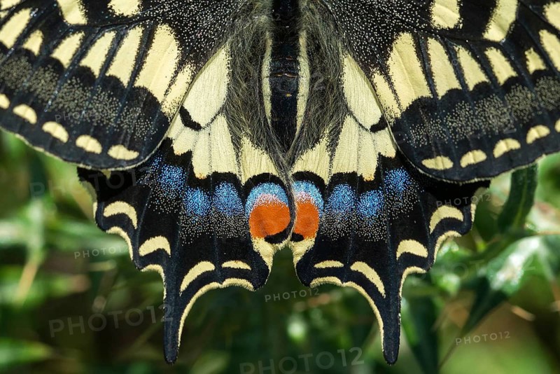 Granelli, Italy, Pantani Cuba and Longarini, Papilio Machaon, Swallowtail, Swallowtail, Migratory Bird Sanctuary, Pantani Cuba & Longarini Migratory Bird Sanctuary, Butterfly, Insects, Italy, Butterfly, Sicily, Foundation for Biodiversity, Butterflies
