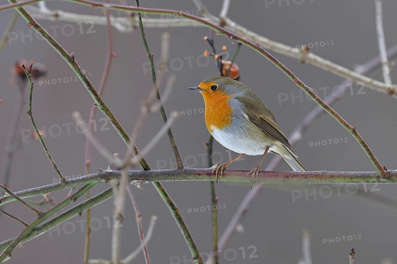Robin (Erithacus rubecula), perched on a twig in the branches of a dog rose (Rosa canina), Wilnsdorf, North Rhine-Westphalia, Germany