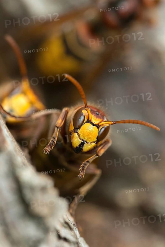 European hornet, hymenoptera, vespa crabro, wrinkle wasps, high size, portrait format, hornet, insects, insects
