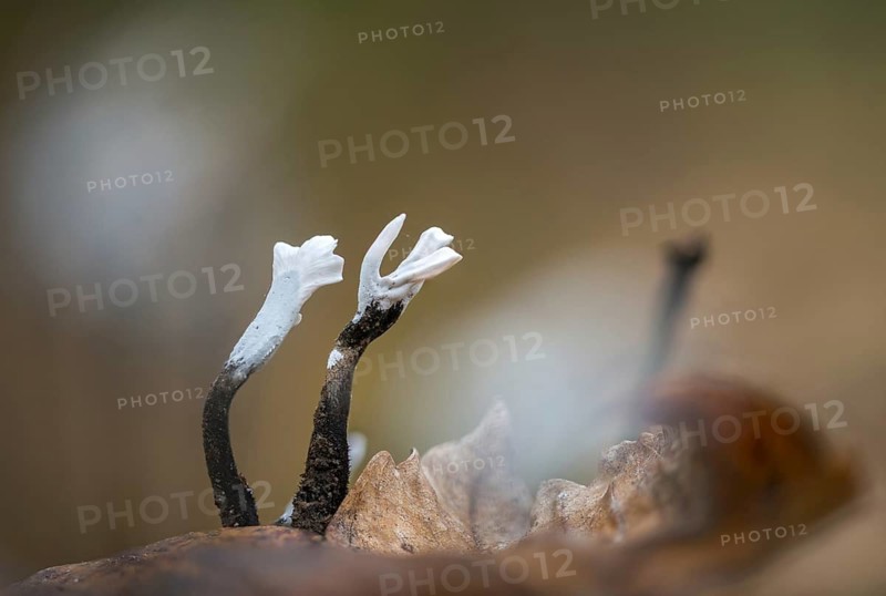 Antler-shaped wooden club, wooden club, xylaria hypoxylon, candlesnuff fungus, candlestick fungus, carbon antlers, fungi, fungus, Stag's horn fungus