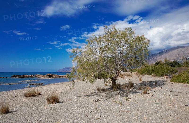 Tamarisk on the beach in Frangokastello on the Libyan Sea, in the back the Leka Ori or White Mountains, Sfakia municipality, Chania Regional Unit, Crete, Greece