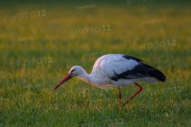 White Stork (Ciconia ciconia) foraging, North Rhine-Westphalia, Germany