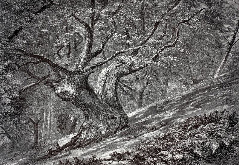 Distinctive trees, natural landmark, Coney Hill, Hayes Common, Kent. A distinctive, gnarled old oak tree on a wooded hillside in Coney Hill. This area is located in the Hayes Common district in today's London Borough of Bromley, formerly the county of Kent, England, illustration, reproduction from a 19th-century model. Authentic, file restored for optimal use, exact date of submission unknown, historical