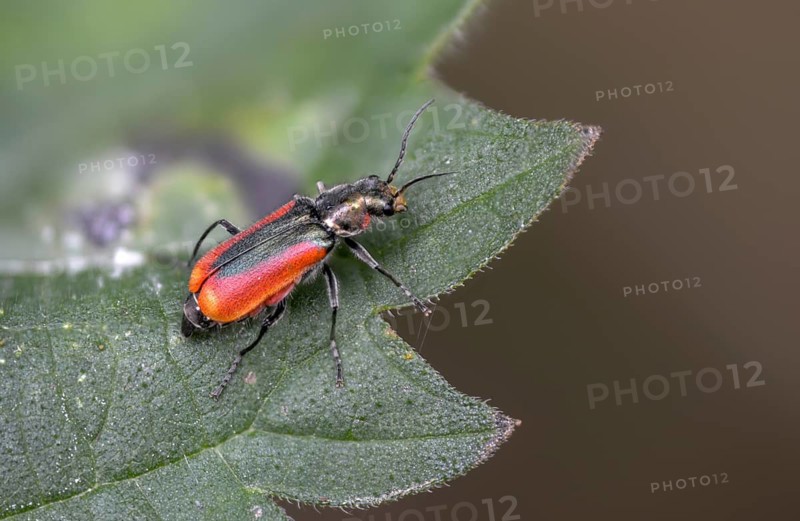 Malachius rubidus, black-red pointed beetle, beetle, coleoptera, insects, beetles