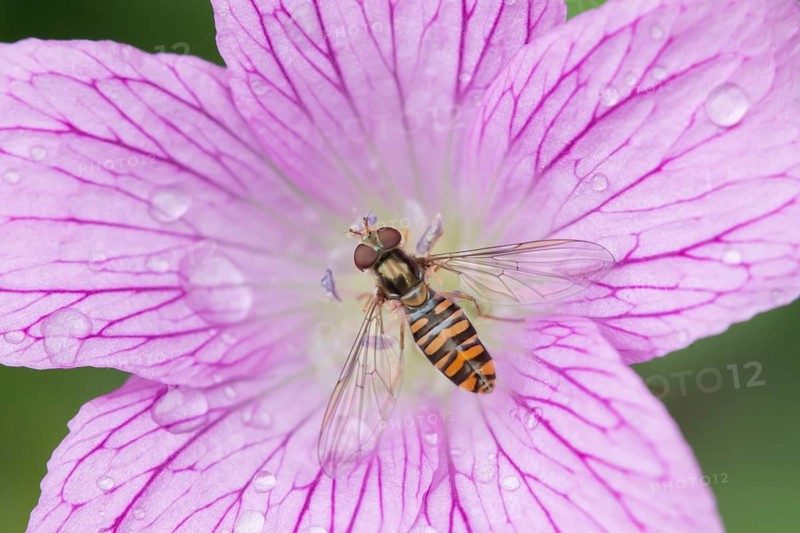Common hoverfly (Eupeodes corollae) adult insect feeding on a garden Geranium flower in summer, Suffolk, England, United Kingdom