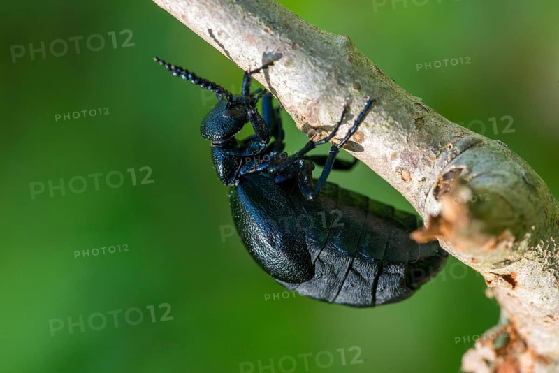 Blue mayworm, meloe cf violaceus, meloe violaceus, meloid beetle, violet oil beetle, purple oil beetle, purple oil beetle, beetle, coleoptera, female, insects, beetles, female oil beetle