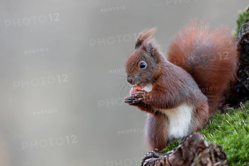 Hazelnuts are a special treat for our native squirrels (Sciurus vulgaris), sweet, cute, January, Germany