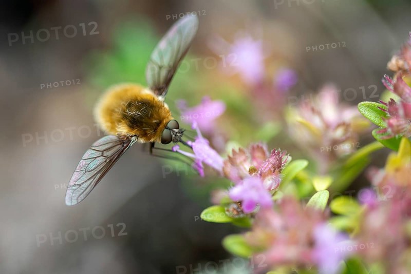 Grasshopper bee fly, small dry lawn swerver, Systoechus ctenopterus, dry lawn swatter, wool swatter
