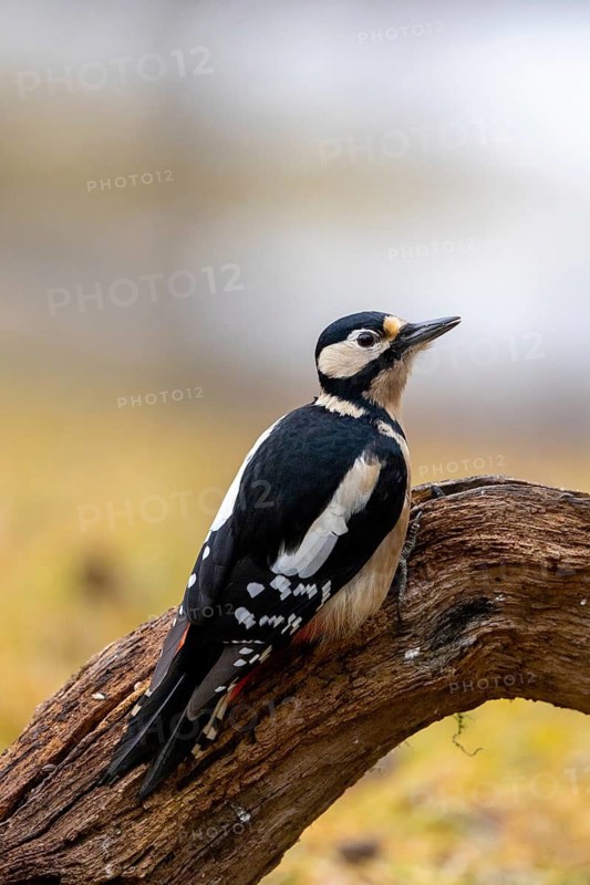 A woodpecker perches quietly on a branch in the countryside, a great spotted woodpecker (Dendrocopos major) on a tree trunk, male, Baden-Württemberg, Germany