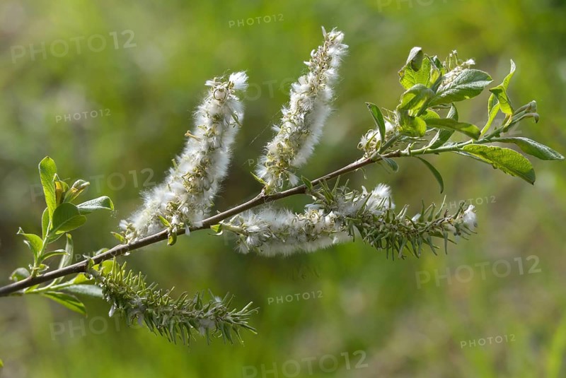 Hanging sage, kitten willow, palm willow, saal willow, salicaceae, salix caprea, willow, tree, trees, flora, goat willow, great sallow, plants, plants, pussy willow, tree