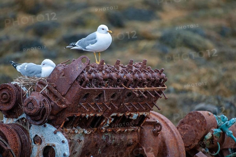 Common Gull, Larus Canus, Norway, Common Gull, Varanger, Birds, Breed, Brut, Charadriiformes, Gulls, Limikolen, Seagulls, Nest, Birds