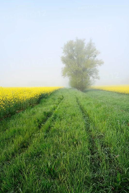 White willow (Salix alba) and a field of flowering rapeseed (Brassica napus) in the morning mist, North Rhine-Westphalia, Germany