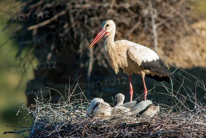 Ciconia ciconia, white stork, birds, ciconiiformes, extremadura, nest, walking birds, Spain, wading birds, stork, stork, stork, storks, birds