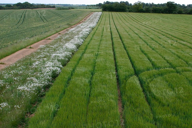 Oxeye daisy (Leucanthemum vulgare) flowering in a farmland wildflower margin in summer, Suffolk, England, United Kingdom