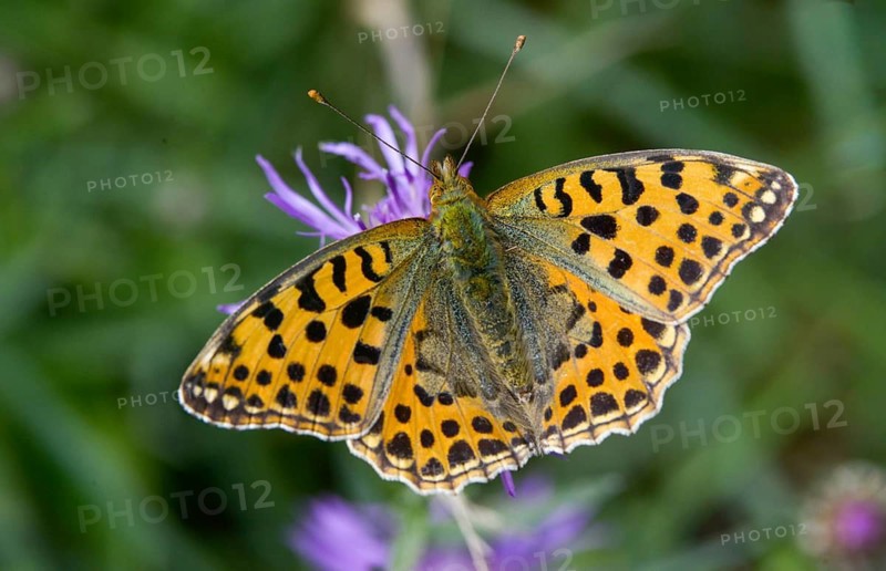 Argynnis Lathonia, Issoria Lathonia, little mother-of-pearl butterfly, queen of Spain fritillary, butterfly, insects, butterflies, butterflies, butterflies