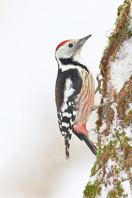 Middle Spotted Woodpecker (Dendrocopos medius) foraging on the trunk of a grey birch (Betula populifolia) in winter, Wilnsdorf, North Rhine-Westphalia, Germany