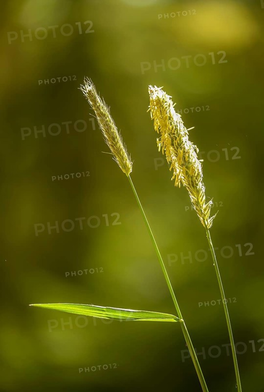 Alopecurus pratensis, meadow foxtail, flora, high size, portrait format, plants, plants