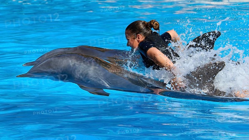 A woman is quickly pulled through the water by two dolphins, dolphin, dolphin (Delphinidae), dolphin show, Loro Parque, Puerto de la Cruz, Tenerife, Canary Islands, Spain