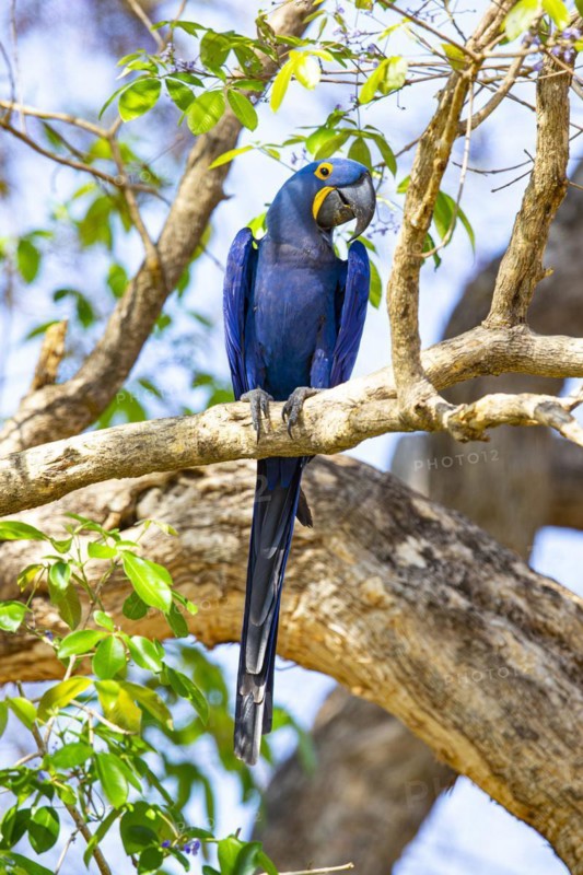 Hyacinth Macaw (Anodorhynchus hyacinthinus) Pantanal Brazil