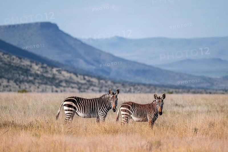 Two Cape Mountain Zebra (Equus zebra zebra), adult animal, Mountain Zebra National Park, Eastern Cape, South Africa