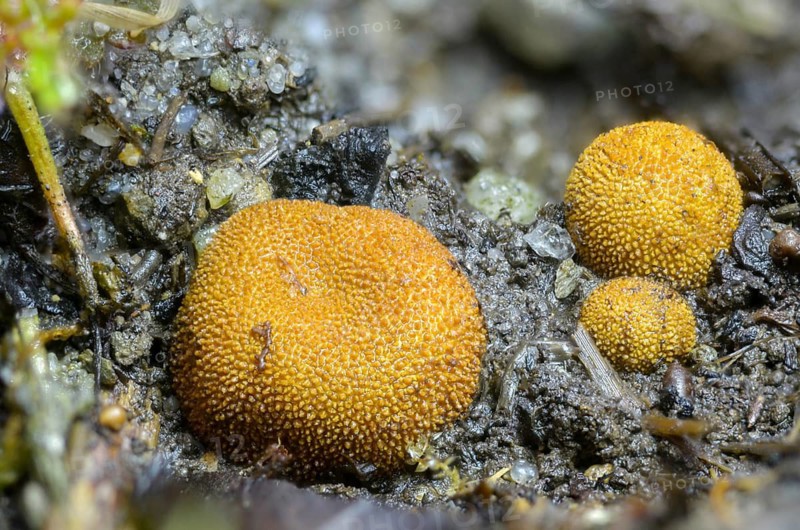 Colorful deer truffles, Elaphomyces muricatus, Elaphomyces variegatus, light brown deer truffles, deer truffles, small warty deer truffles, warty deer truffles, fungi, fungi, mushrooms, y12
