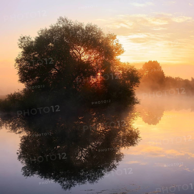 White willow (Salix alba) on the banks of the River Lippe at sunrise, North Rhine-Westphalia, Germany