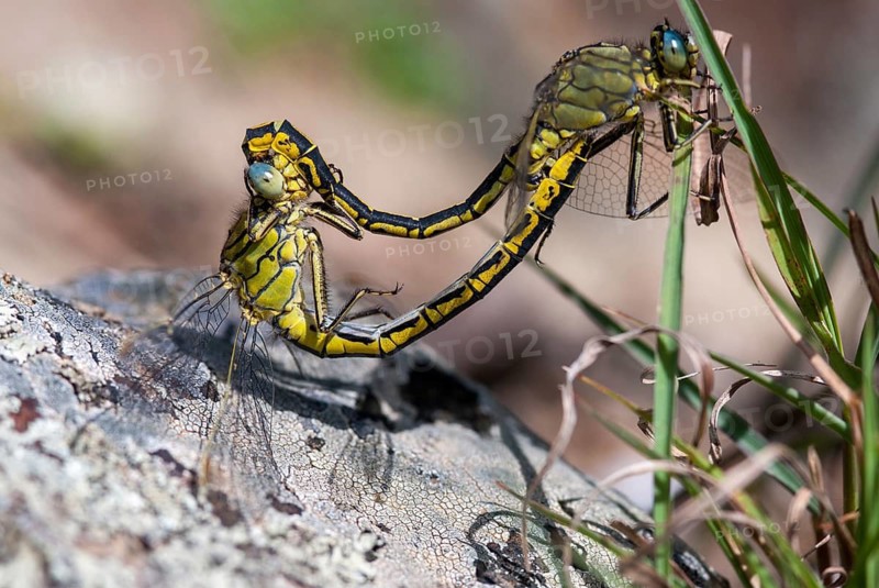 Gomphus pulchellus, western clubtail, western wedge, anisoptera, couple, damselflies, dragonflies, extremadura, female, insects, copula, dragonflies, male, mating, mating wheel, male, odonata, mating wheel, Spain, female
