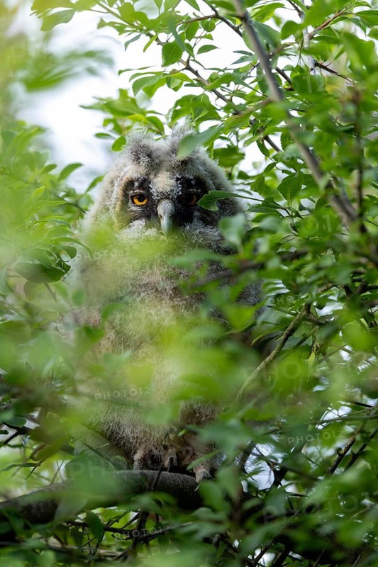 An owl chick is perched amongst the leaves of a tree, peering out curiously, Long-eared Owl (Asio otus), a young bird hidden in the tree, Ästlinge, Mecklenburg-Western Pomerania, Rügen, Germany