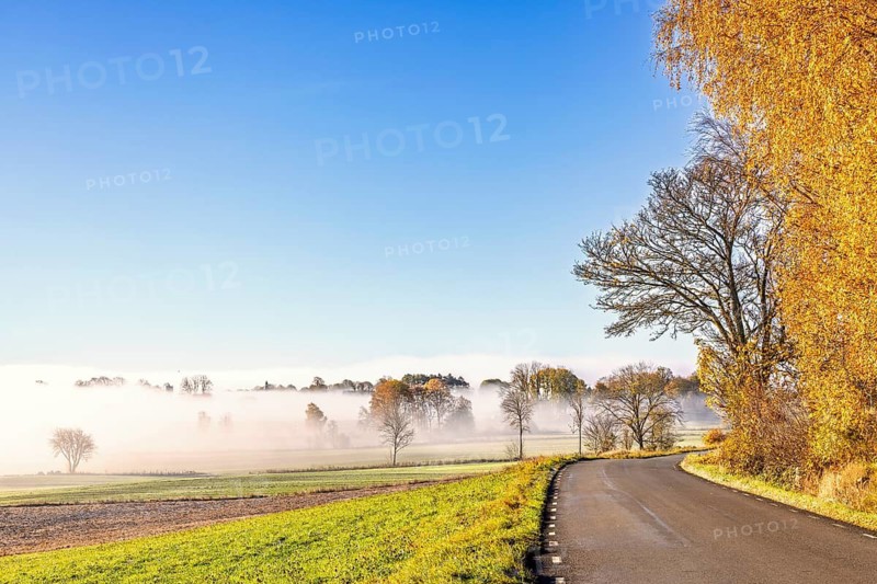 Country road winds past trees with yellow and orange autumn foliage a foggy morning in the countryside, Sweden