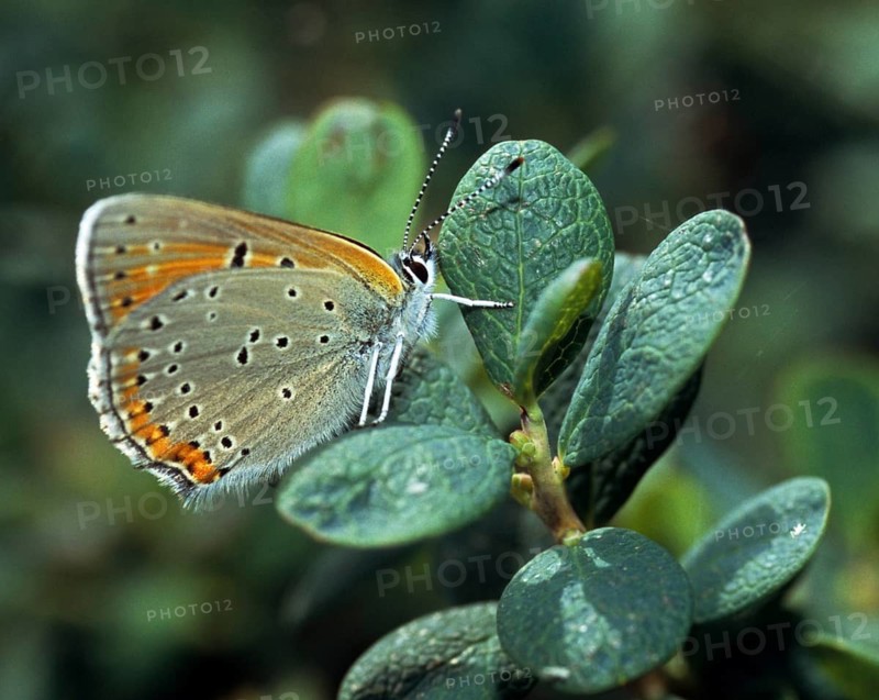Purple gold butterfly, lycaena hippothoe, purple-edged copper, butterfly, insects, butterfly, butterflies