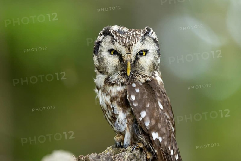 A close-up of an owl perched on a tree stump with a calm expression, Tengmalm's owl (Aegolius funereus), adult, on the lookout, alert, Bohemian Forest, Czech Republic