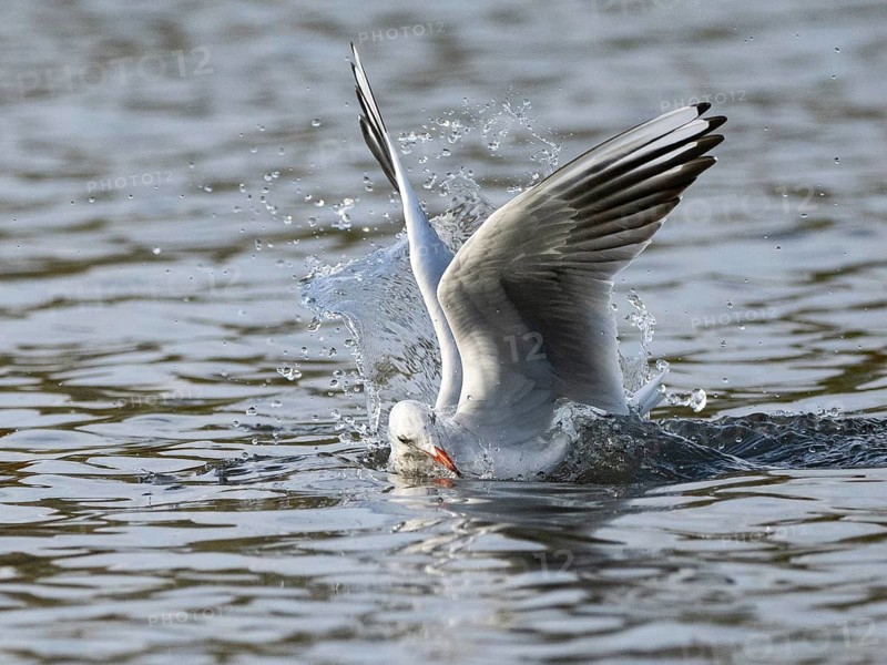 A black-headed gull dives into water, Ümminger See, Bochum, Ruhrpott, North Rhine-Westphalia, Germany