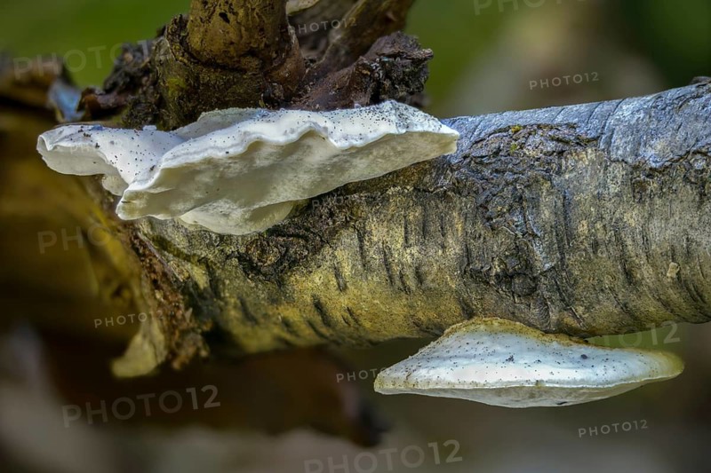 Grey-white sap porling, postia tephroleuca, black-staining polypore, fungi, fungi, mushrooms